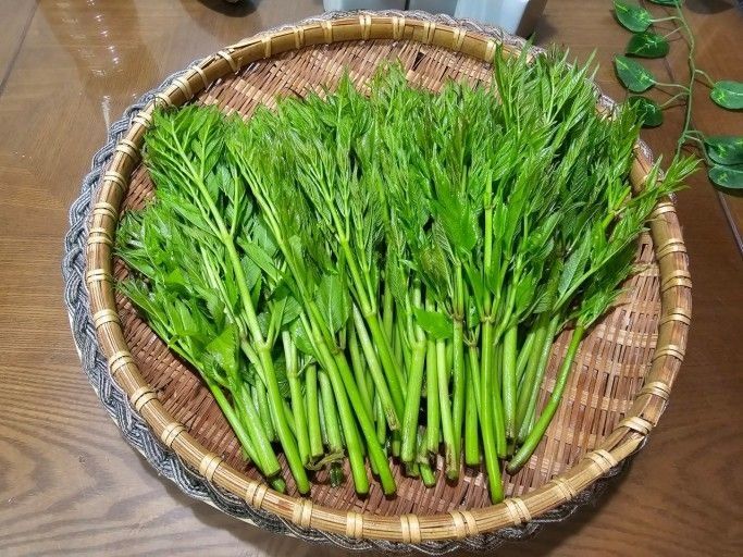 정선 숲속의농부님의 장터 판매 상품 [정선 숲속의 농부 여름두릅] 첨부 사진