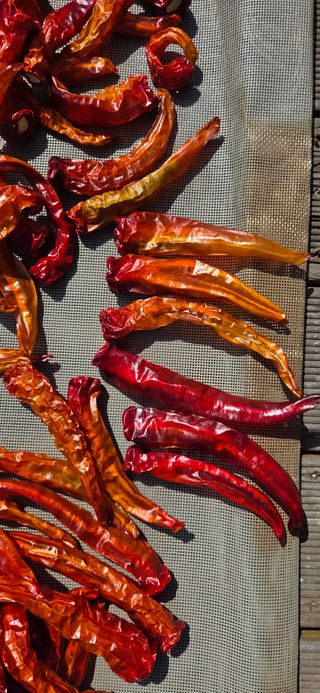 블루베리 님의 농사, 무엇이든 물어보세요! · 참여글 작성글 사진