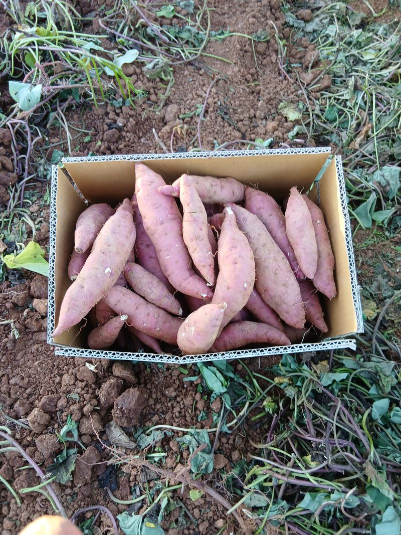 차병환 다복농장님의 장터 판매 상품 [황토밤고구마 11kg] 첨부 사진