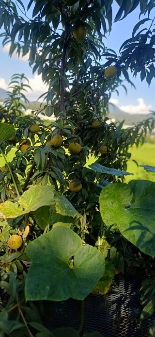 초보퍼머5도2촌준비님의 자유주제 · 자유게시판 작성글 사진