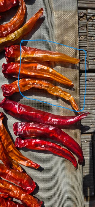 블루베리 님의 농사, 무엇이든 물어보세요! · 참여글 작성글 사진