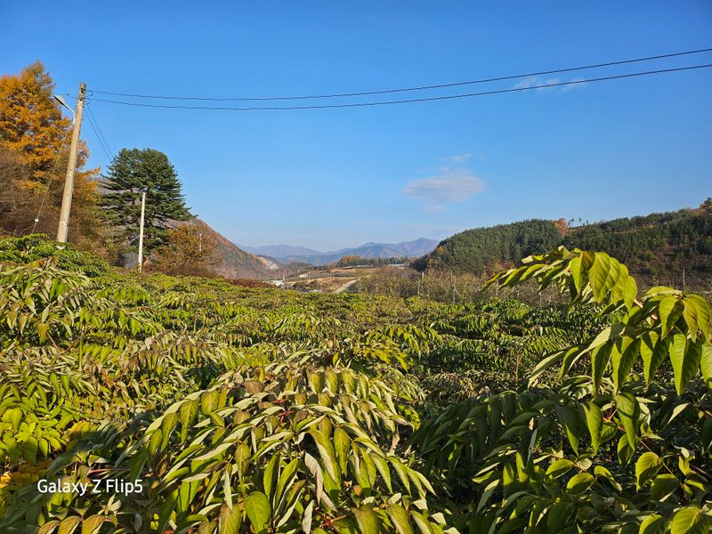 장터 상품 [정선 숲속의 농부 여름두릅] 썸네일