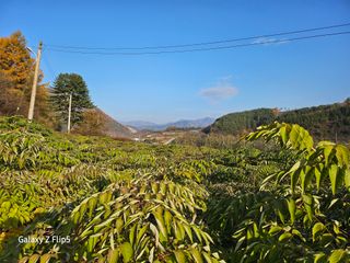 정선 숲속의농부님의 작성글 사진
