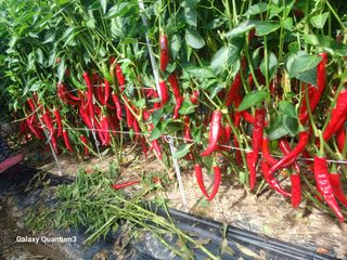 이창우님의 자유주제 · 자유게시판 작성글 사진