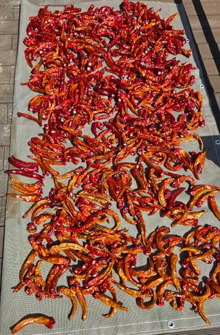 블루베리 님의 농사, 무엇이든 물어보세요! · 참여글 작성글 사진