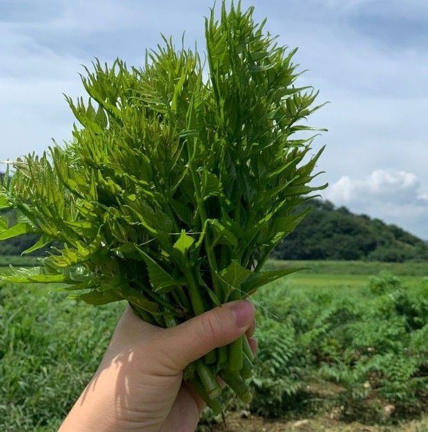 정선 숲속의농부님의 장터 판매 상품 [정선 숲속의 농부 여름두릅] 첨부 사진