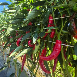 박흠님의 자유주제 · 자유게시판 작성글 사진