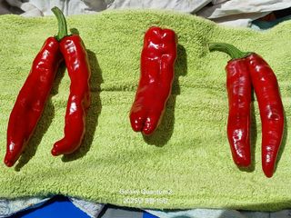 전진규.해돋이님의 자유주제 · 자유게시판 작성글 사진