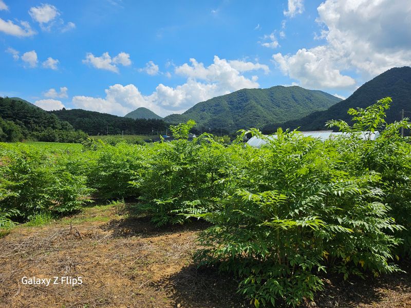 정선 숲속의농부님의 장터 판매 상품 [정선 숲속의 농부 여름두릅] 첨부 사진