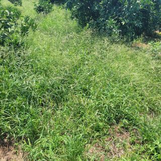 서귀포달코롬감귤농원님의 귤 · 일상 작성글 사진