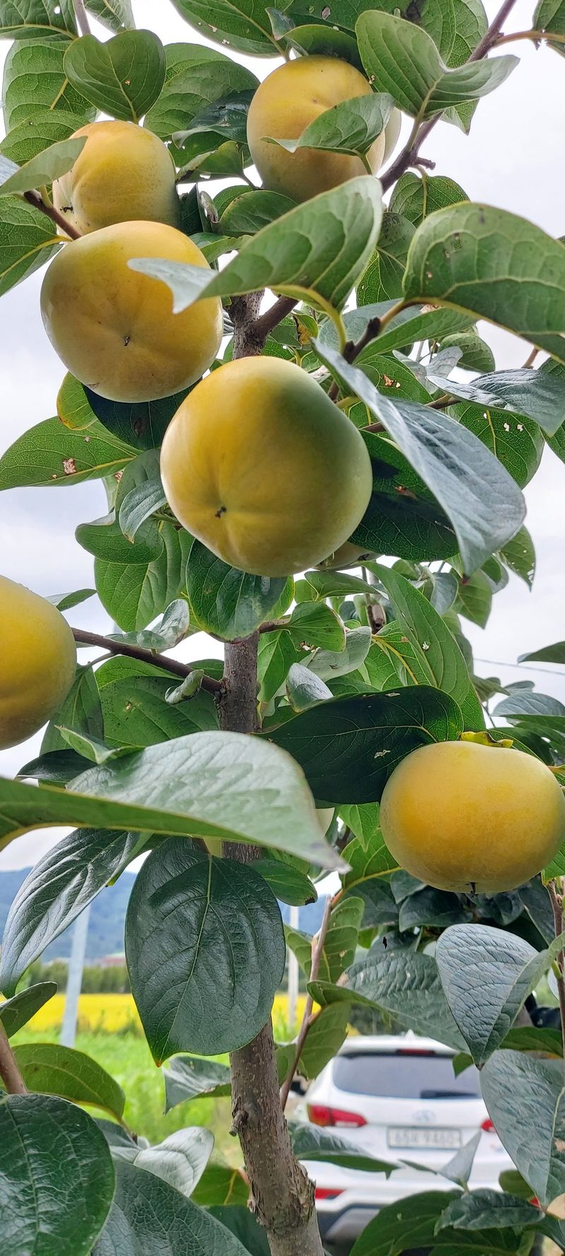 김용웅님의 장터 판매 상품 [조완.태추 5kg] 첨부 사진