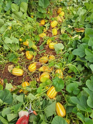 김광수님의 자유주제 · 자유게시판 작성글 사진