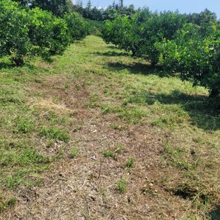 서귀포달코롬감귤농원님의 귤 · 일상 작성글 사진