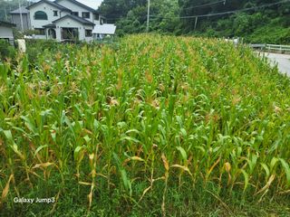 이천산수유3대농부님의 자유주제 · 자유게시판 작성글 사진