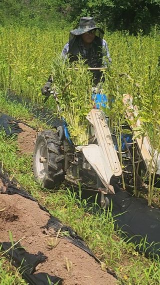 대결농원님의 자유주제 · 자유게시판 작성글 사진