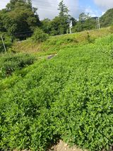 팜모닝 자유주제·자유게시판 게시글 이미지