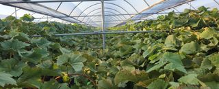 칠공언더님의 자유주제 · 자유게시판 작성글 사진