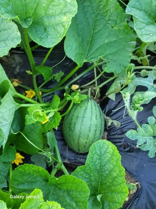 이천산수유3대농부님의 자유주제 · 자유게시판 작성글 사진