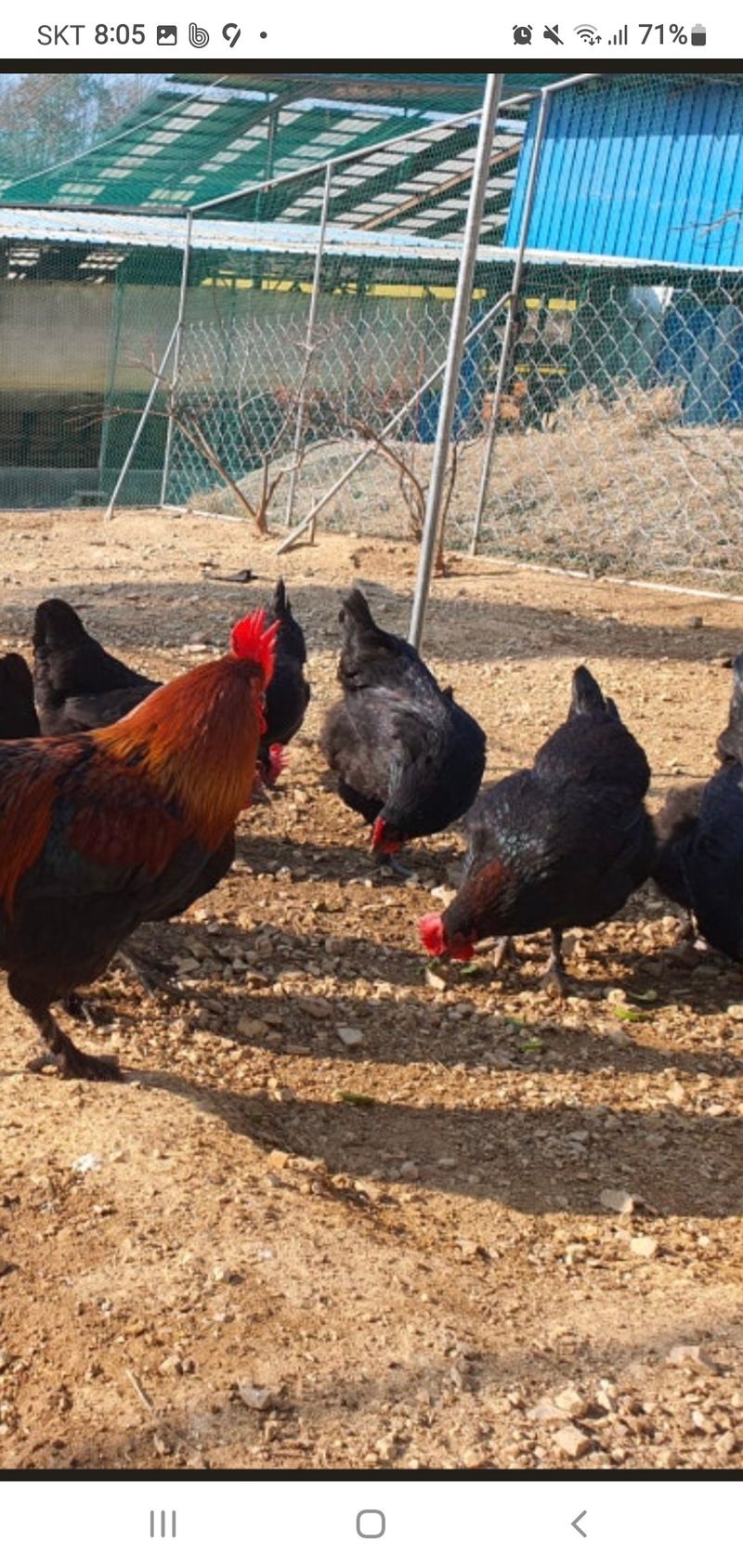 김영복님의 장터 판매 상품 [블랙카퍼마란 ] 첨부 사진