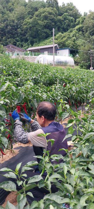 이일철 (조이산골)님의 자유주제 · 자유게시판 작성글 사진