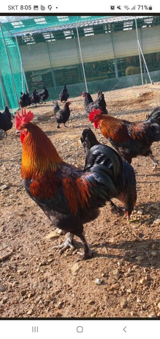 김영복님의 작성글 사진