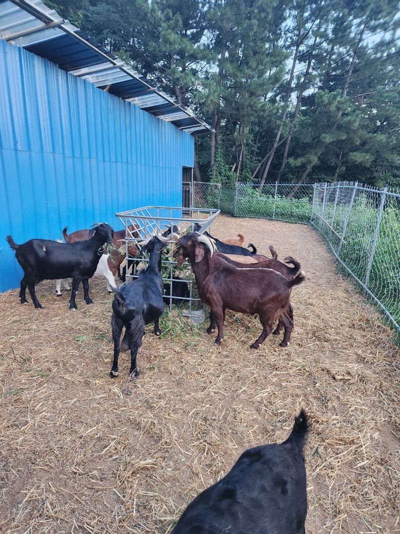 염생이아빠님의 장터 판매 상품 [갈색보어종모 분양] 첨부 사진
