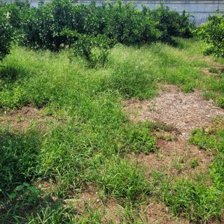 서귀포달코롬감귤농원님의 귤 · 일상 작성글 사진