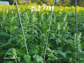 이천산수유3대농부님의 자유주제 · 자유게시판 작성글 사진