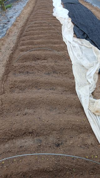 초보텃밭님의 자유주제 · 자유게시판 작성글 사진