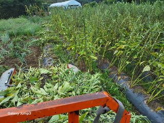 이천산수유3대농부님의 자유주제 · 자유게시판 작성글 사진