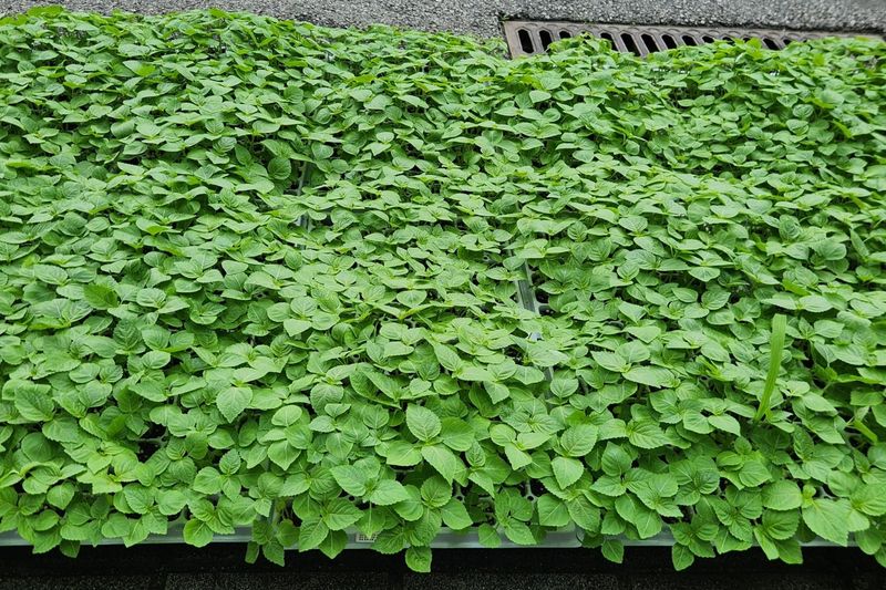 돼지파쪽파님의 장터 판매 상품 [들깨모종 ] 첨부 사진