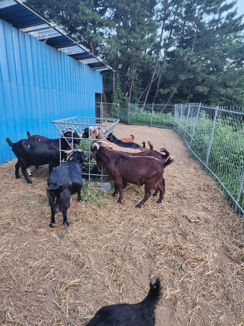 염생이아빠님의 장터 판매 상품 [갈색보어종모 분양] 첨부 사진