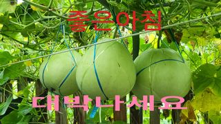 이천산수유3대농부님의 자유주제 · 자유게시판 작성글 사진