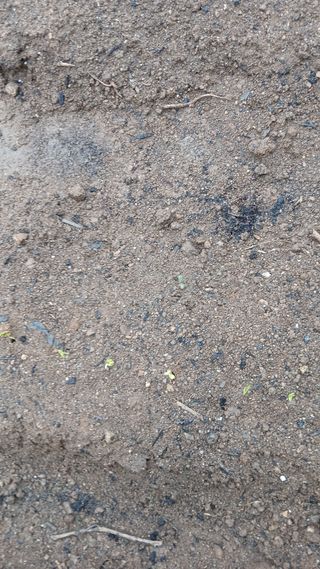 초보텃밭님의 자유주제 · 자유게시판 작성글 사진