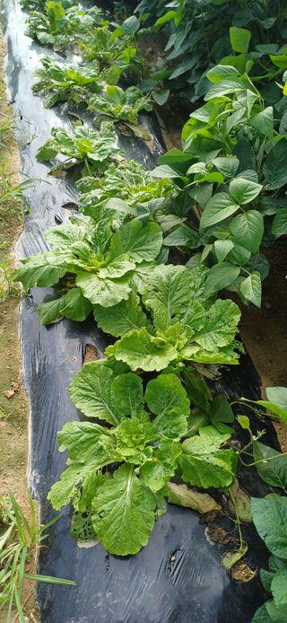 이강재님의 자유주제 · 자유게시판 작성글 사진