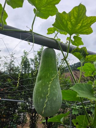 똘이나무꾼님의 농사, 무엇이든 물어보세요! · 참여글 작성글 사진