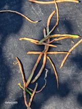 팜모닝 농사, 무엇이든 물어보세요!·참여글 게시글 이미지