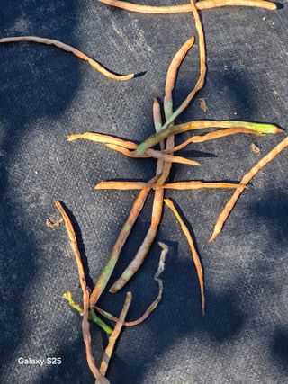 이세순님의 농사, 무엇이든 물어보세요! · 참여글 작성글 사진