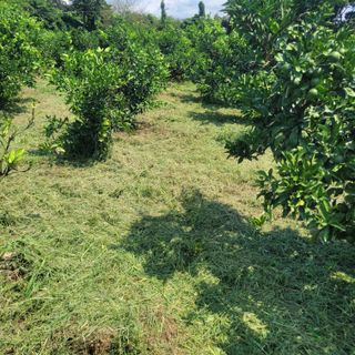 서귀포달코롬감귤농원님의 귤 · 일상 작성글 사진