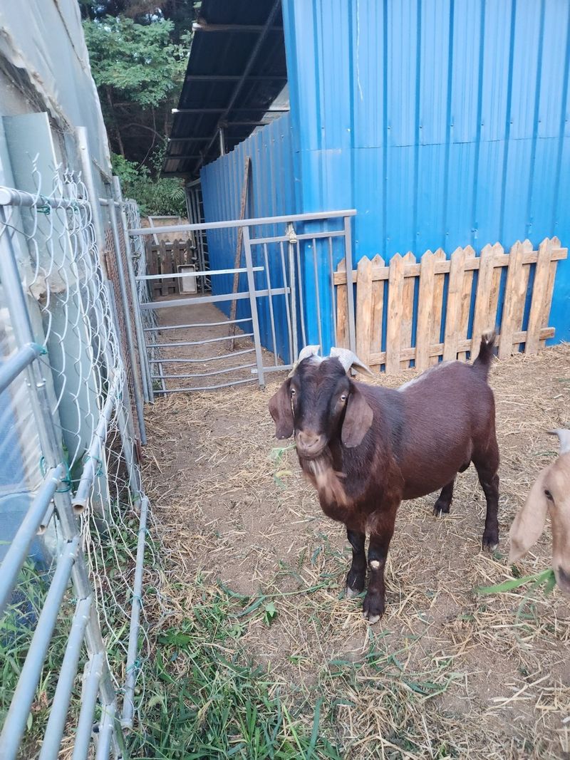 장터 상품 [갈색보어종모 분양] 썸네일