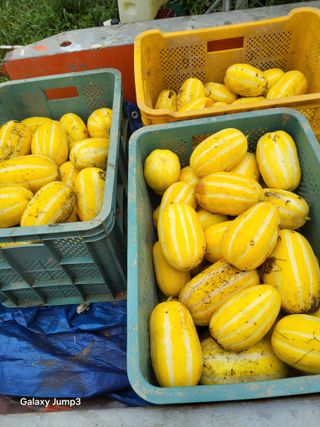 이천산수유3대농부님의 자유주제 · 자유게시판 작성글 사진