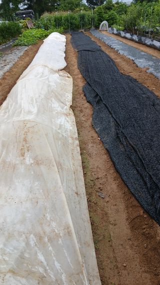 초보텃밭님의 자유주제 · 자유게시판 작성글 사진