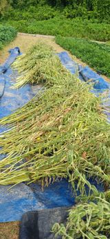 팜모닝 자유주제·자유게시판 게시글 이미지