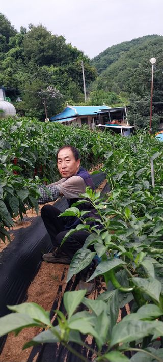 이일철 (조이산골)님의 자유주제 · 자유게시판 작성글 사진