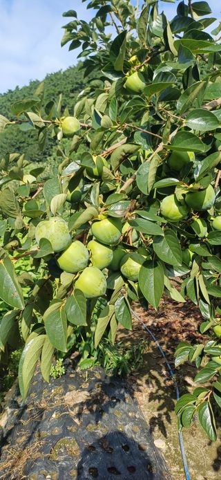 이강재님의 자유주제 · 자유게시판 작성글 사진