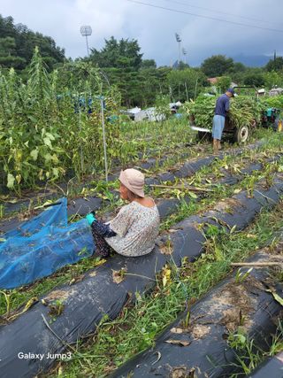 이천산수유3대농부님의 자유주제 · 자유게시판 작성글 사진