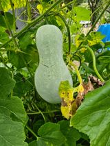 팜모닝 농사, 무엇이든 물어보세요!·참여글 게시글 이미지