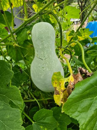 똘이나무꾼님의 농사, 무엇이든 물어보세요! · 참여글 작성글 사진