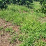 팜모닝 귤·일상 게시글 이미지