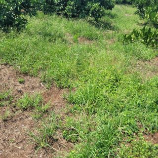 서귀포달코롬감귤농원님의 귤 · 일상 작성글 사진